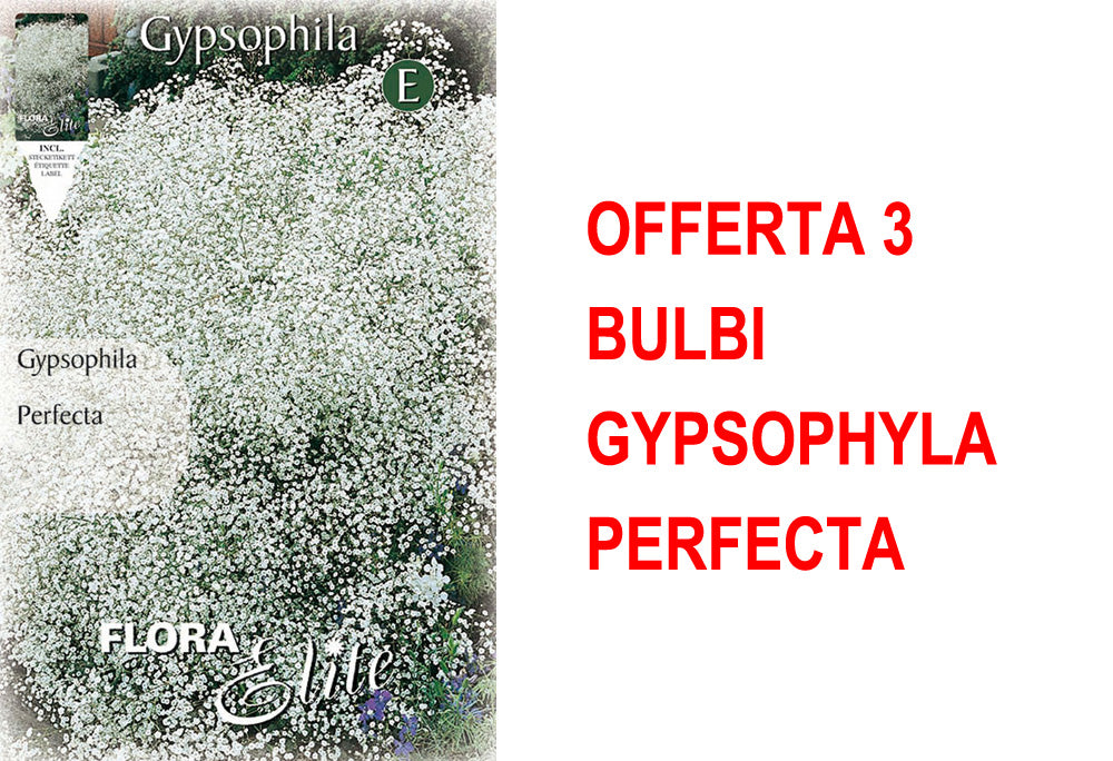 OFFERTA 3 BULBI GYPSOPHYLA PERFECTA