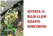 OFFERTA 14 BULBI LILIUM GIGANTE HONEYMOON