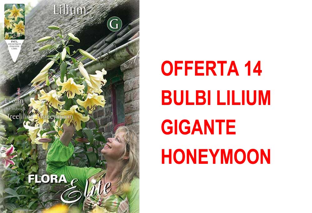 OFFERTA 14 BULBI LILIUM GIGANTE HONEYMOON