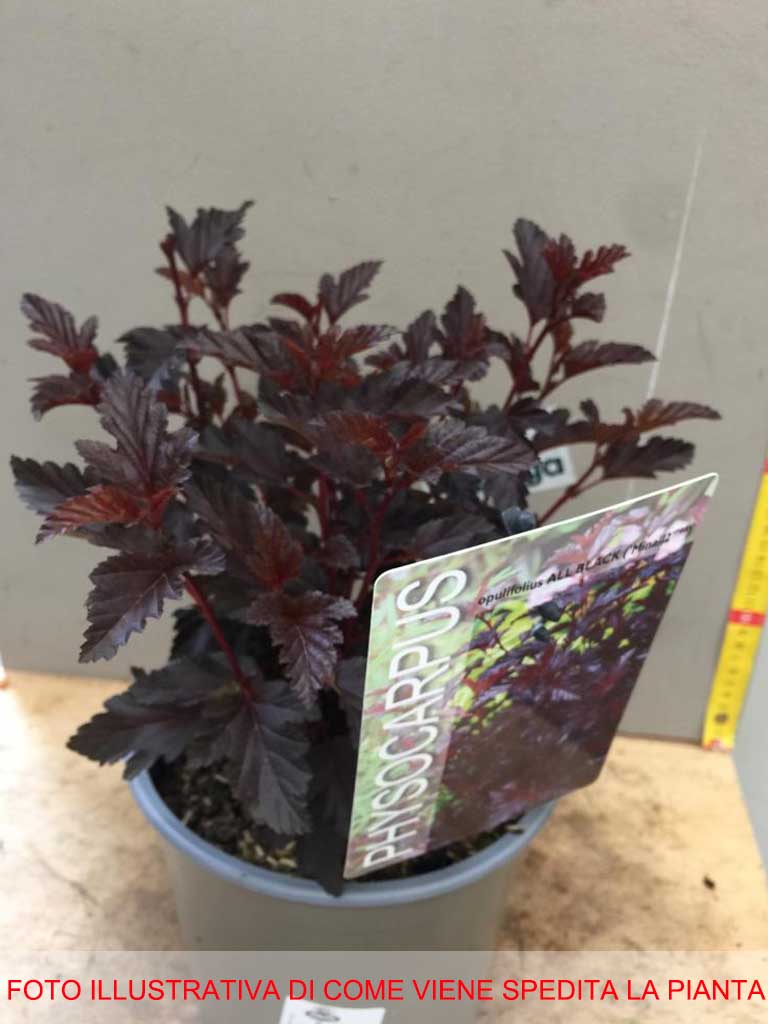 PHYSOCARPUS OPULIFOLIUS ALL BLACK VASO 19CM