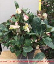 HELLEBORUS MARLON  ROSA DI NATALE VASO 21CM