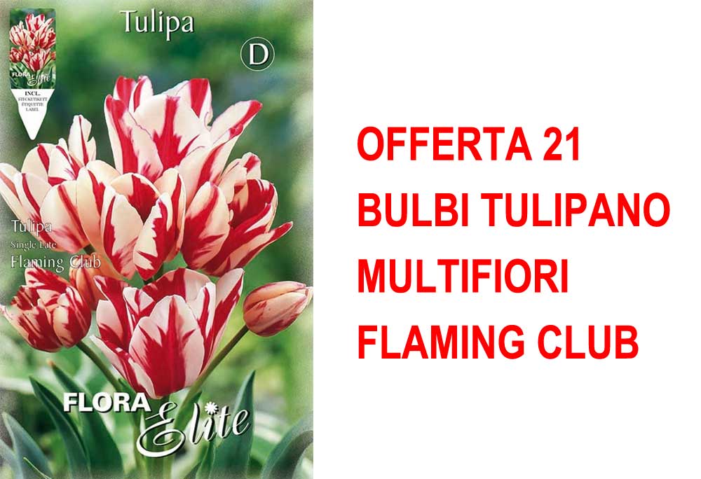 OFFERTA 21 TULIPANO MULTIFIORI FLAMING CLUB