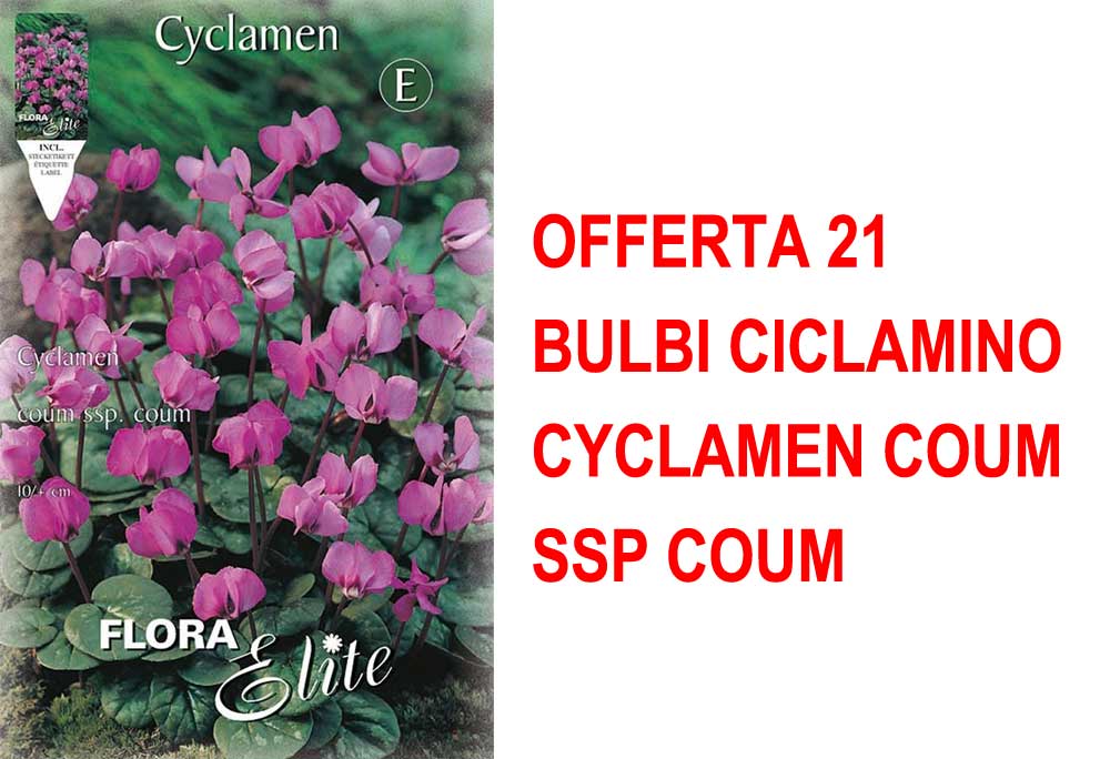 OFFERTA 21 BULBI CICLAMINO CYCLAMEN COUM SSP COUM