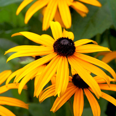 RUDBECHIA IN VASO DA 14CM