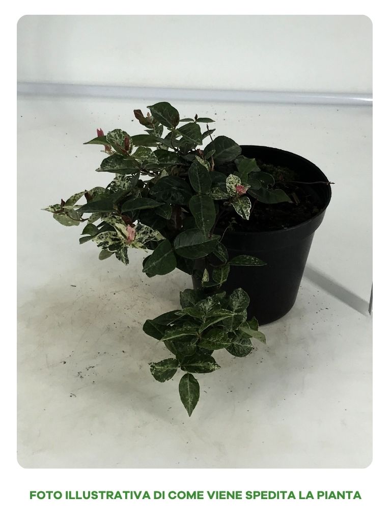 RYNCOSPERMUM GELSOMINO TRICOLOR IN VASO DA 15CM