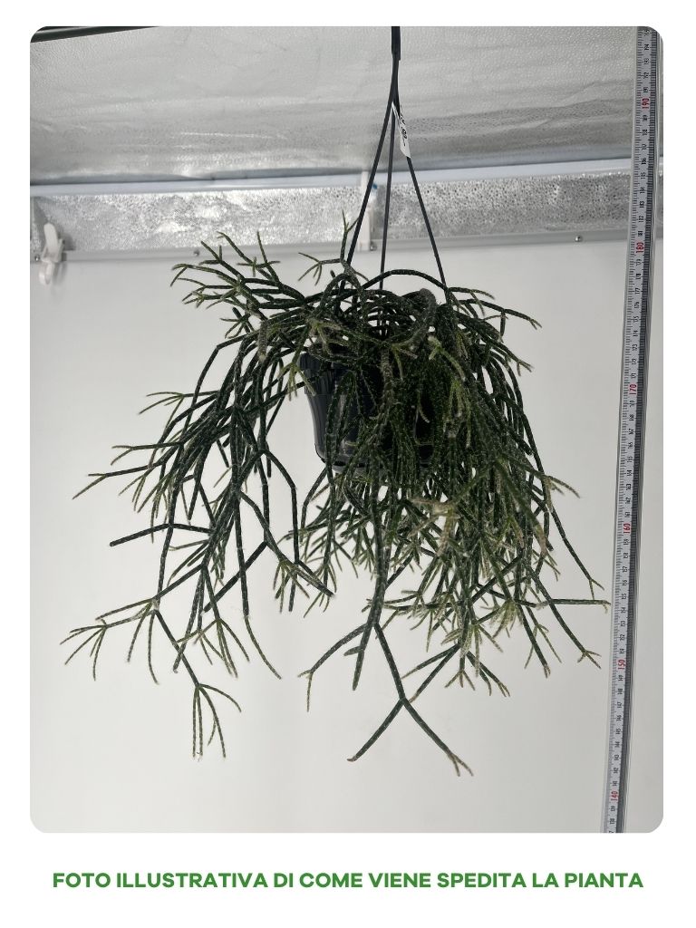 RYPSALIS PILOCARPA IN BASKET 13CM