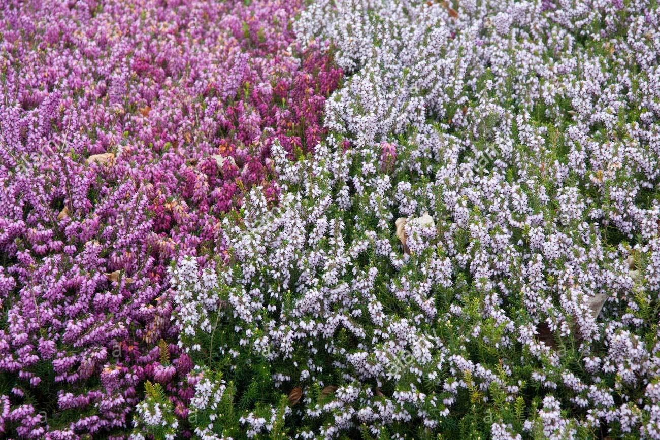 OFFERTA 3 ERICA DARLEYENSIS COLORI ASSORTITI VASO 11CM