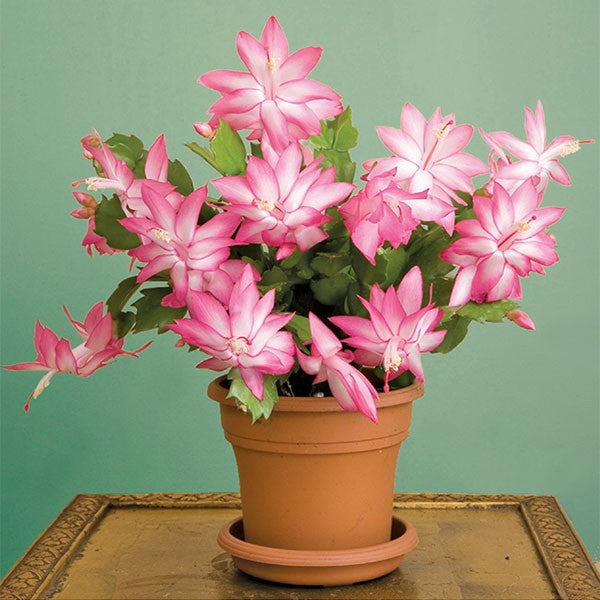 SCHLUMBERGERA CACTUS DI NATALE IN VASO 9CM COLORE ASSORTITO