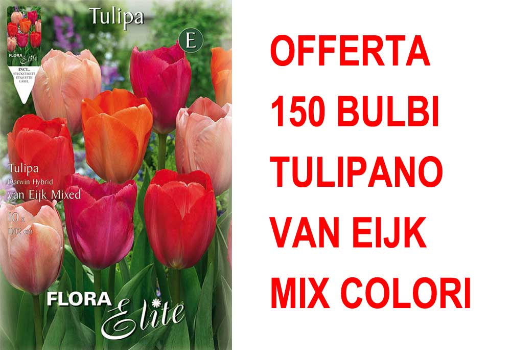 OFFERTA 150 BULBI TULIPANO DARWIN VAN EIJK MIXED