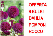 OFFERTA 9 BULBI DAHLIA POMPON ROCCO