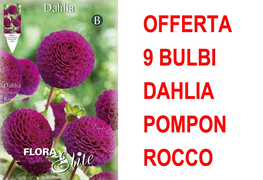 OFFERTA 9 BULBI DAHLIA POMPON ROCCO