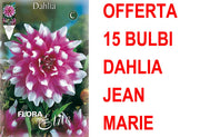 OFFERTA 15 BULBI DAHLIA DECORATIVE JEAN MARIE