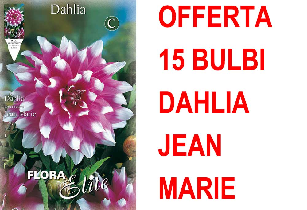 OFFERTA 15 BULBI DAHLIA DECORATIVE JEAN MARIE