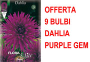 OFFERTA 9 BULBI DAHLIA CACTUS PURPLE GEM