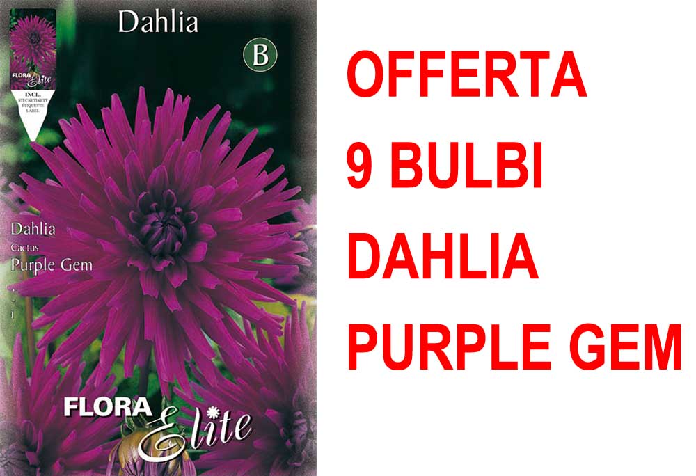 OFFERTA 9 BULBI DAHLIA CACTUS PURPLE GEM