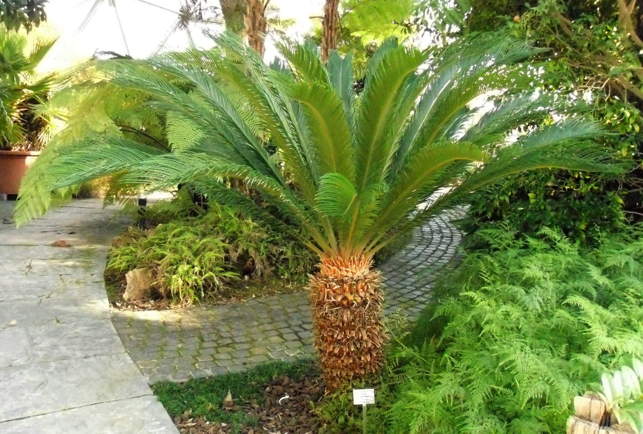 CYCAS REVOLUTA PALMA NANA VASO 18CM
