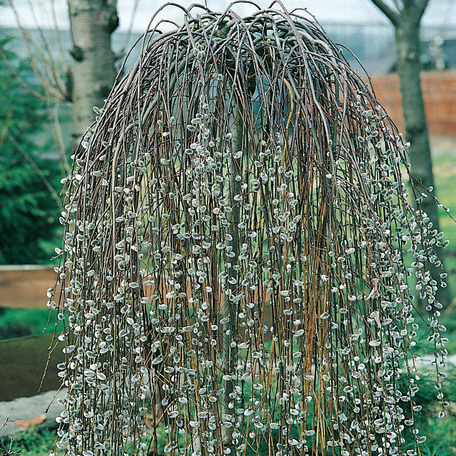 SALIX SALICE CAPREA KILMARNOCK PENDULA VASO 19CM