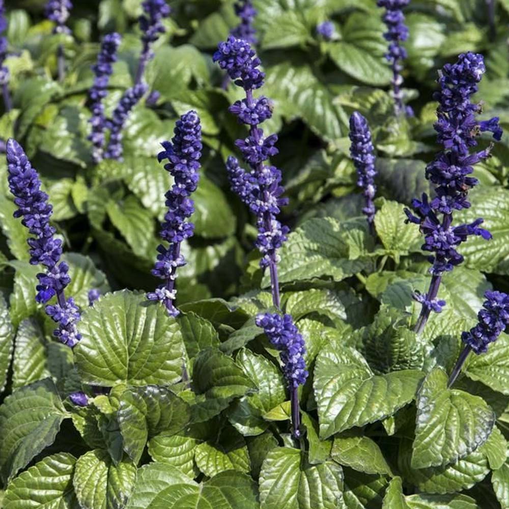 SALVIA MISTY IN VASO 14CM