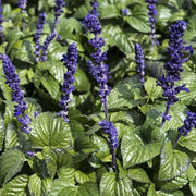 SALVIA MISTY IN VASO 14CM