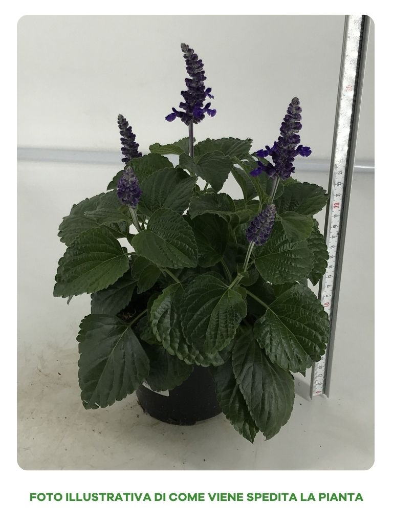 SALVIA MISTY IN VASO 14CM