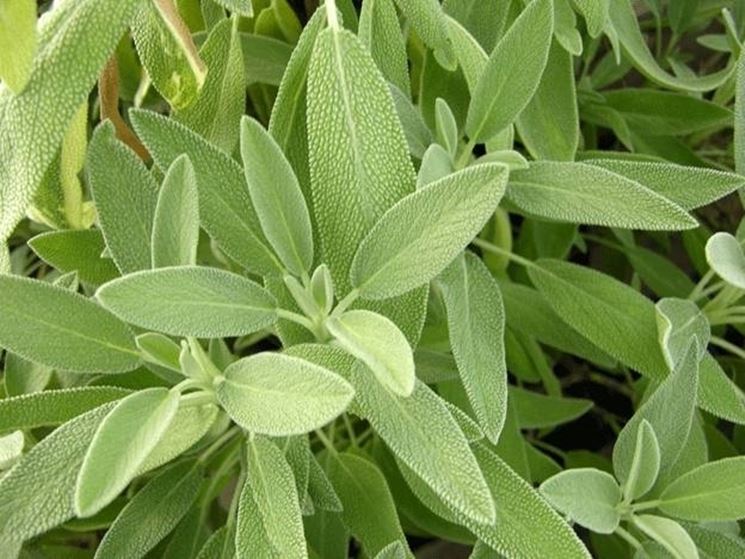 SALVIA OFFICINALIS IN VASO 19CM