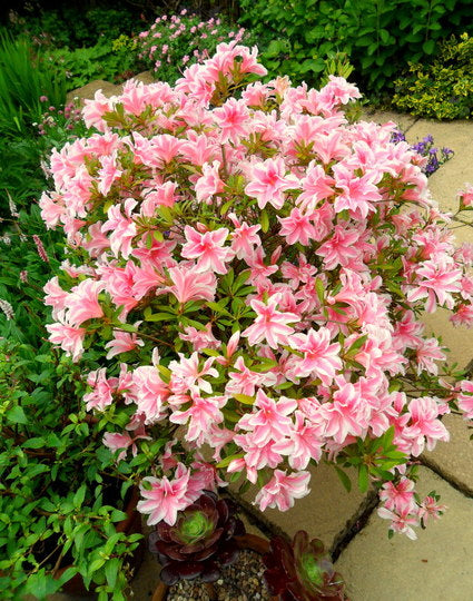 AZALEA JAPONICA RUSTICA MELLE VASO 18CM
