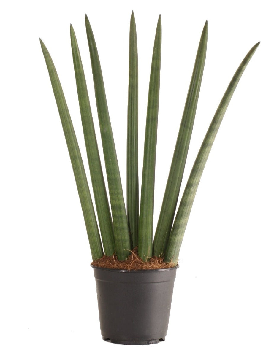 SANSEVIERIA CYLINDRICA FAN IN VASO 17CM