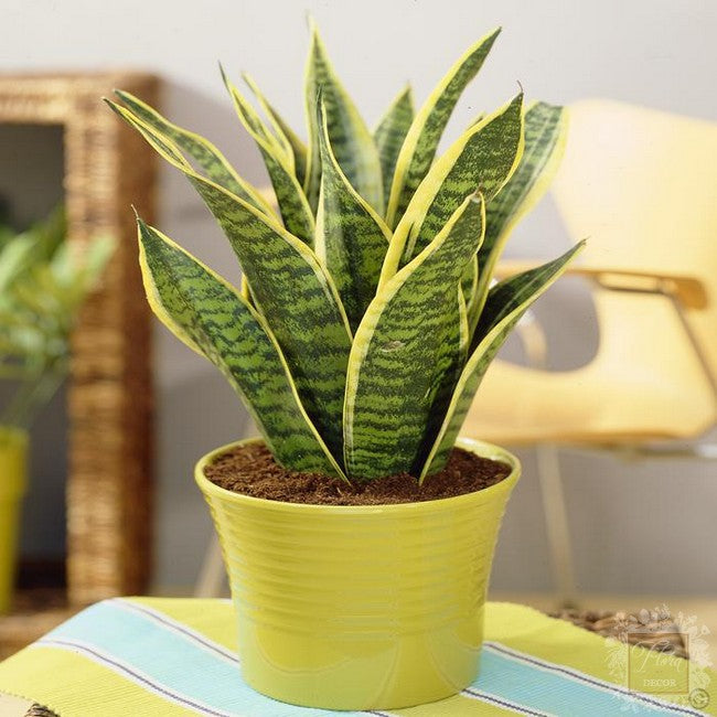 SANSEVIERIA FUTURA SUPERBA IN VASO 17CM