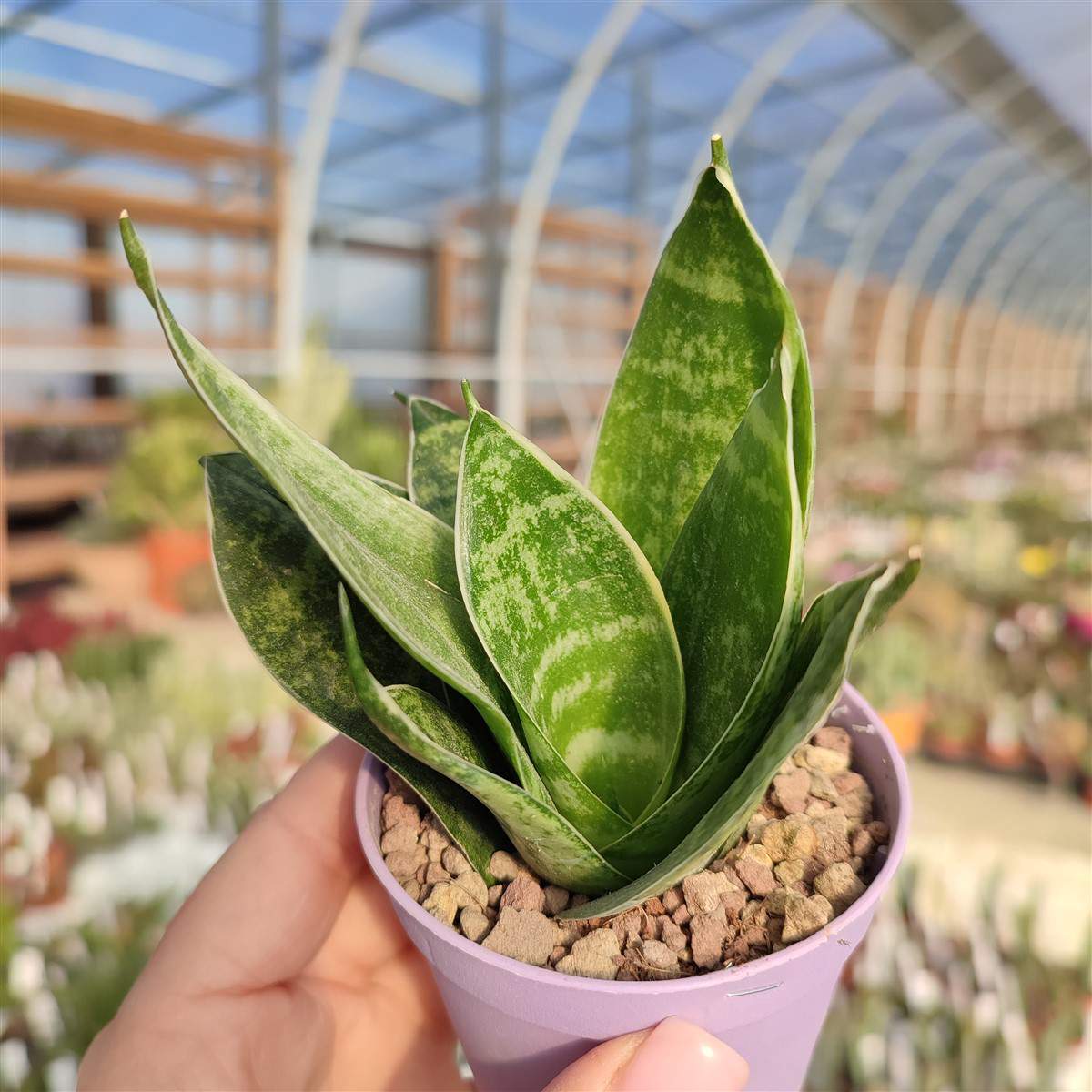 SANSEVIERIA TRIFASCIATA HAHNII IN VASO 9CM