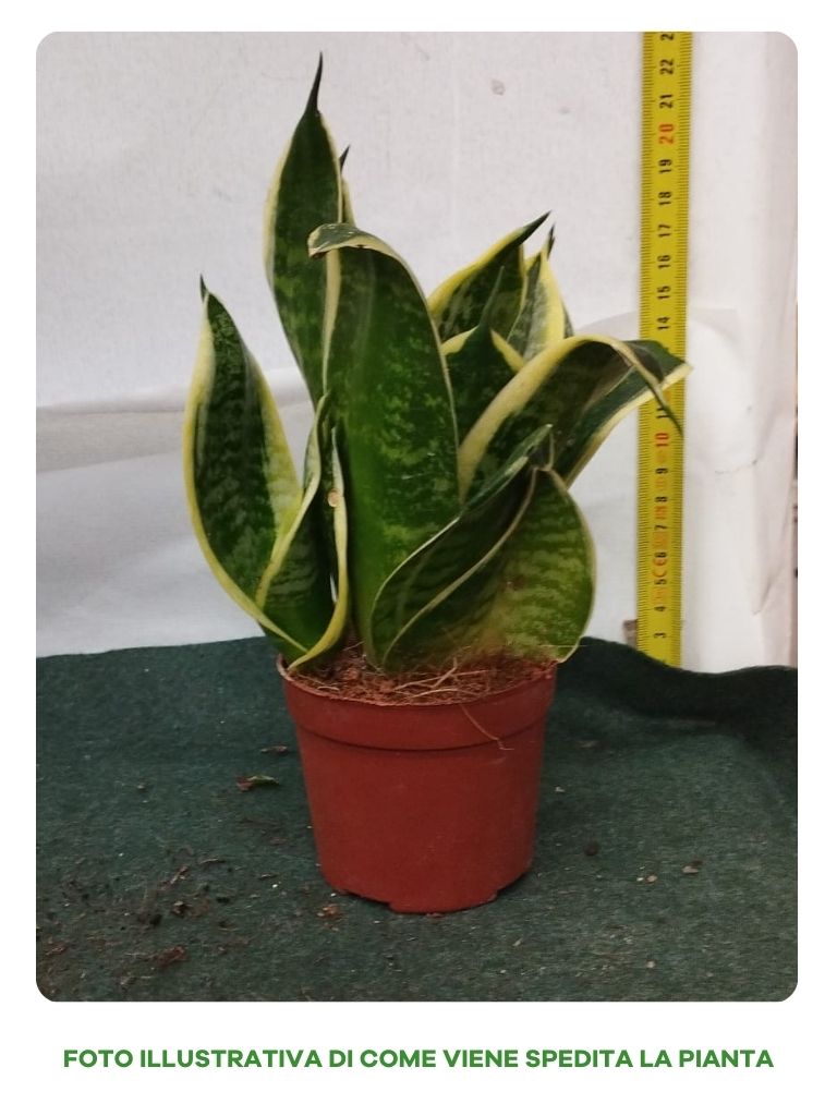 Zwerg-Sansevieria im 9-cm-Topf (Variante) – Peragashop