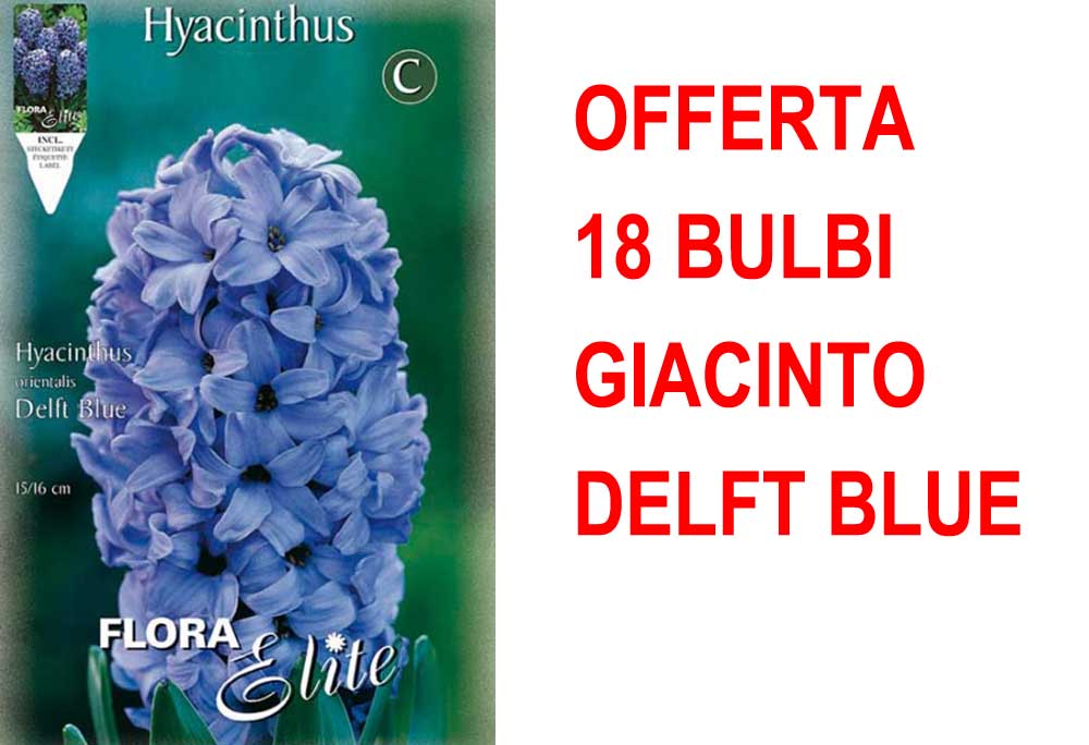 OFFERTA 18 BULBI GIACINTO DELFT'S BLAUW