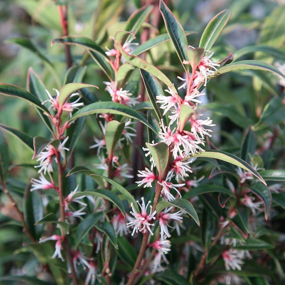 SARCOCOCCA RUSCIFOLIA VAR. CHINENSIS 'DRAGON GATE VASO 17CM