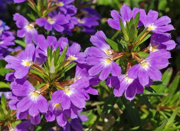 SCAEVOLA VASO 14CM