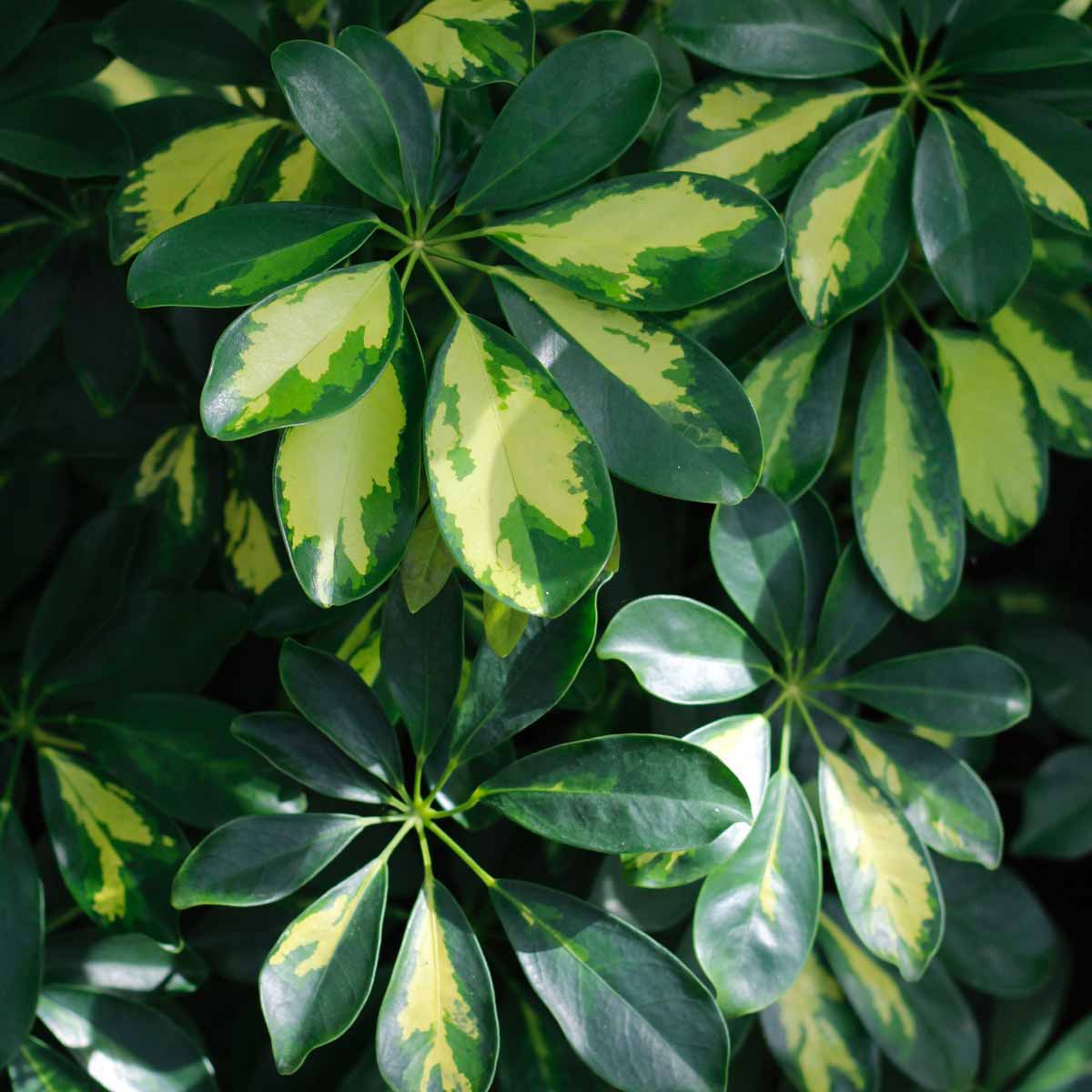 SCHEFFLERA ACTINOPHYLLA IN VASO 20CM