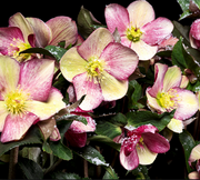 HELLEBORUS ICE N’ ROSES PINK ROSA DI NATALE VASO 24CM