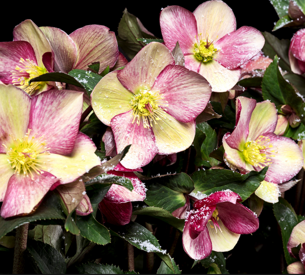 HELLEBORUS ICE N’ ROSES PINK ROSA DI NATALE VASO 15CM