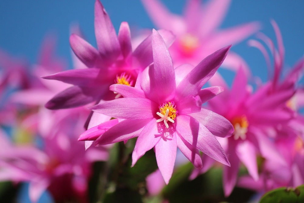 SCHLUMBERGERA A DUE COLORI IN VASO DA 12CM