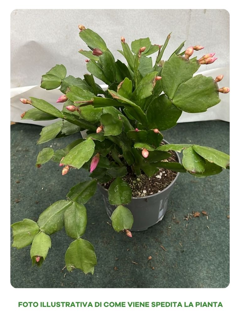 SCHLUMBERGERA ROSA CACTUS DI NATALE IN VASO 13CM