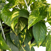 SCINDAPSUS AUREUS IN BASKET 14CM