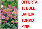 OFFERTA 15 BULBI DAHLIA TOPMIX ROSA