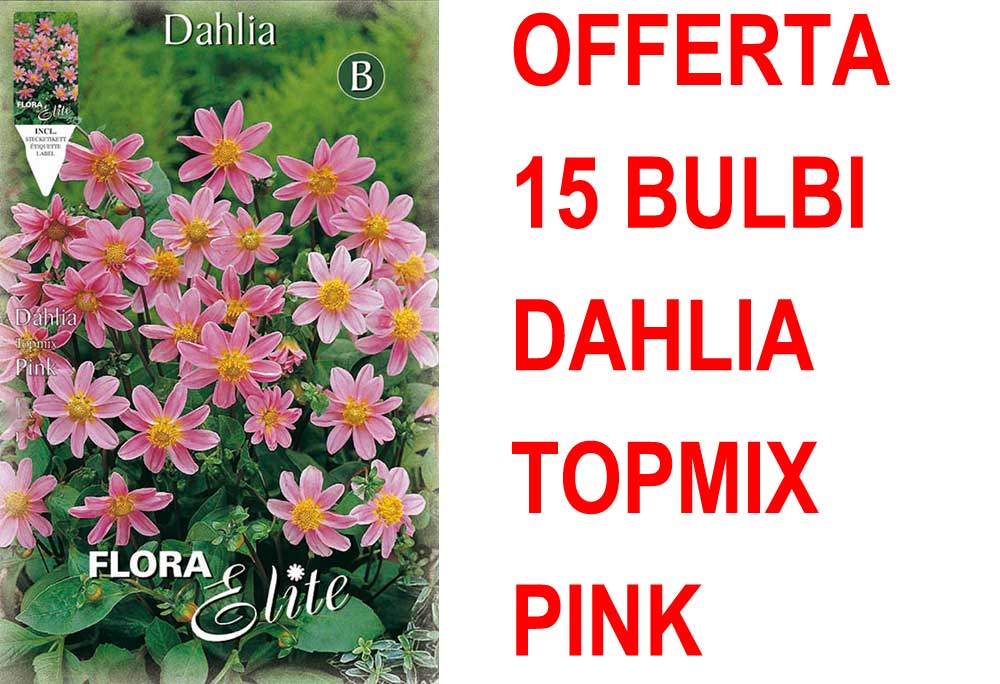 OFFERTA 15 BULBI DAHLIA TOPMIX ROSA