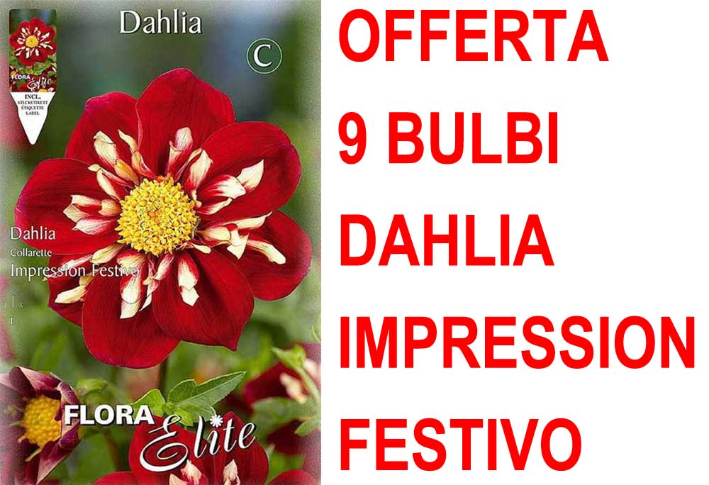 OFFERTA 9 BULBI DAHLIA COLLAR IMPRESSION FESTIVO