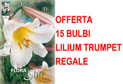OFFERTA 15 BULBI LILIUM TRUMPET REGALE