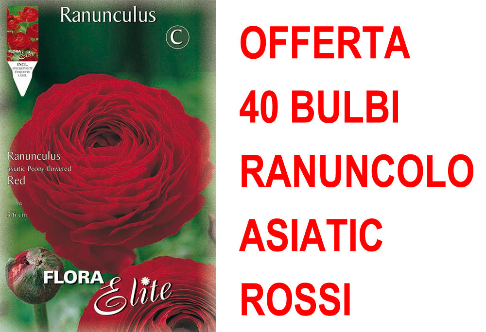 OFFERTA 40 BULBI RANUNCOLO ASIATIC ROSSO