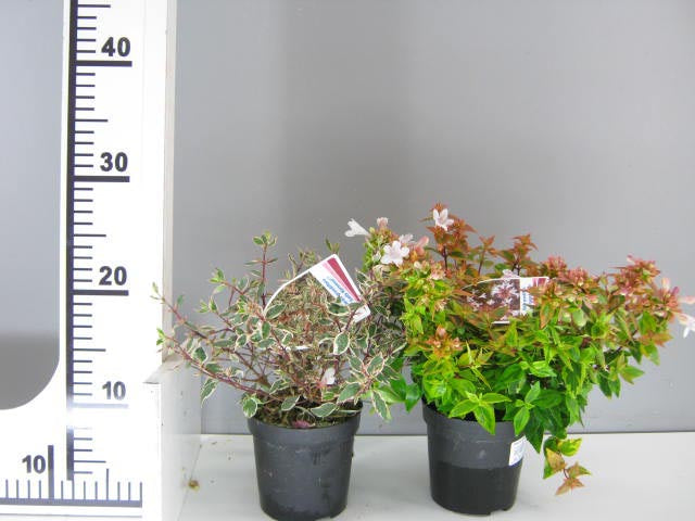 ABELIA GRANDIFLORA VASO 11CM