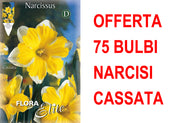 OFFERTA 75 BULBI NARCISO SPLIT CORONA CASSATA