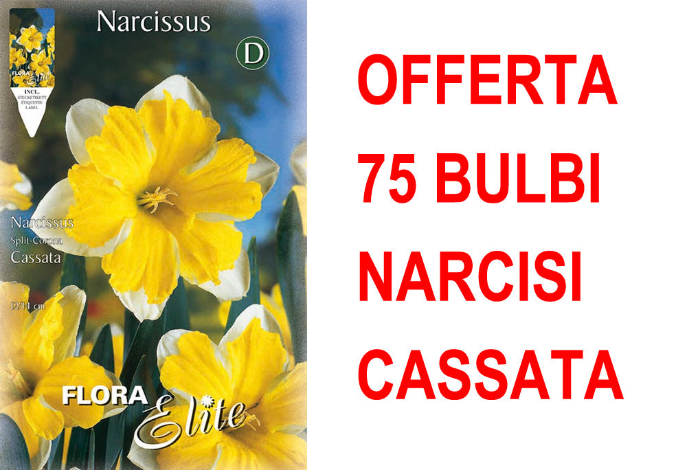 OFFERTA 75 BULBI NARCISO SPLIT CORONA CASSATA