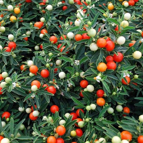 SOLANUM PSEUDOCAPSICUM CILIEGIA DI GERUSALEMME VASO 12CM