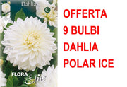 OFFERTA 9 BULBI DAHLIA DECORATIVE POLAR ICE