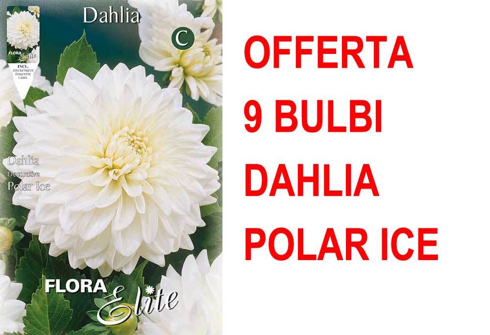 OFFERTA 9 BULBI DAHLIA DECORATIVE POLAR ICE